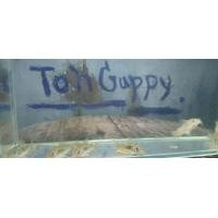 ราคา อาหาร ปลาแพะเขียว สวยงาม (24777484005)