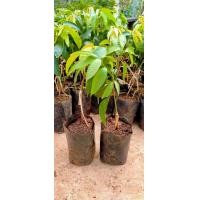 ราคา ต้นมะยงชิดทูลเกล้าแบบเสียบยอดคัดสวยๆพร้อมส่ง (19421016335)