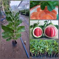 ราคา ต้นส้มโอทับทิมสยามพร้อมปลูก ขนาด 40 80cm เป็นกิ่งเสียบยอด เนื้อสีเเดง รสชาติหวานอร่อย รับประกันสายพันธุ์ เเท้ (19518125701)