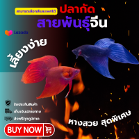 ราคา ปลากัดจีน VT สามารถเลือกได้ มีการรับประกันการจัดส่ง (25619122350)