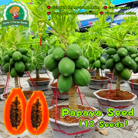 ราคา ของแท้ 100 เมล็ดมะละกอ 10 เมล็ด Red Lady Dwarf Papaya Seeds for Planting Bonsai Papaya Tree Seeds Organic Fruit Seeds เมล็ดพันธฺุ์มะละกอ เมล็ดมะละกอฮอลแลนด์ เมล็ดพันธฺุ์มะละกอ เมล็ดพันธุ์ผลไม้ ต้นไม้ผ