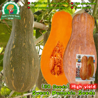 ราคา เมล็ดพันธุ์ ฟักทอง ใบเตย แปดริ้ว Honey Pumpkin Seed บรรจุ 30 เมล็ด หวานมันหอม อร่อยด้วยตัวมันเอง พันธุ์แท้พื้นเมือง เมล็ดพันธุ์ ฟักทองญี่ปุ่น เมล็ดฟักทอง เมล็ดพันธุ์ผัก ผักออร์แกนิก เมล็ดบอนสี ผักสวนค
