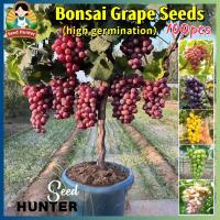 ราคา เมล็ดพันธุ์ องุ่น เมล็ดองุ่นปลูก Grape Seeds for planting เมล็ดพันธุ์ต้นองุ่น ของแท้ 100 ปลูกง่าย อัตรางอกสูง Grape Tree Plant Fruit Seeds ต้นองุ่น พันธุ์ ต้นไม้แคระ เมล็ดผลไม้ พันธุ์ไม้ผล เมล็ดพันธุ์