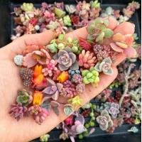 ราคา จัดส่งที่รวดเร็ว เมล็ดพันธุ์ กุหลาบหิน ไม้อวบน้ำ แคคตัส กระบองเพชร คละลายถูกที่สุด20 เมล็ดปลูกง่ายโตไว ดอกไม้จริง ต้นบอนไซ พันธุ์ดอกไม้ ดอกไม้ปลูกสวยๆ ของแต่งสวน ปลูกง่าย คุณภาพดี ราคาถูก ของแท้ 100 อ
