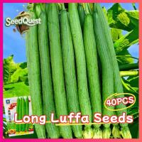 ราคา ของแท้100 40เมล็ด แพ็ค เมล็ดพันธุ์ บวบหอมยาว เมล็ดบวบหอมยาว Long Luffa Seed ปลูกง่าย อัตรางอกสูง Organic Vegetable Seeds for Planting Loofah Sponge เมล็ดพันธุ์ผัก ผักออร์แกนิก เมล็ดพันธุ์ใยบวบยาว เมล็