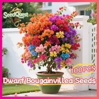 ราคา เมล็ดพันธุ์ ดอกเฟื่องฟ้า ดอกเฟื่องฟ้าแคระ เมล็ดเฟื่องฟ้า บรรจุ 100 เมล็ด คละสี Dwarf Bougainvillea Seeds เมล็ดดอกไม้ ต้นไม้มงคล ต้นดอกไม้สวยๆ ดอกไม้จริง พันธุ์ดอกไม้ ต้นไม้ฟอกอากาศ ไม้ประดับ ของแต่งสว