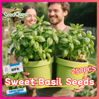 ราคา เมล็ดพันธุ์สวีทเบซิล เมล็ดแมงลัก 250เมล็ด แพ็ค Fresh Sweet Basil Seeds for Planting Vegetable Plants Genovese Basil Seeds Italian Basil Leaves Seeds Potted Basil Live Plant Herbs Seeds บอนไซ เมล็ดพันธ