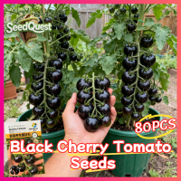 ราคา เมล็ดพันธุ์ มะเขือเทศ เชอรี่สีดำ Black Cherry Tomato Seeds บรรจุ 80 เมล็ด มะเขือเทศเชอรี่แคระ Vegetable Seeds for Planting เมล็ดพันธุ์ผัก เมล็ดผักต่างๆ ผักออร์แกนิก บอนไซ เมล็ดผักสวนครัว เมล็ดพันธุ์พื