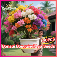 ราคา เมล็ดพันธุ์ เฟื่องฟ้า เมล็ดเฟื่องฟ้า 100เมล็ด คละสี Rare Bonsai Bougainvillea Seeds for Planting Dwarf Bougainvillea Tree Plant Seeds พันธุ์ไม้ดอก ดอกไม้จริง ต้นดอกไม้สวยๆ เมล็ดพันธุ์ดอกไม้ ต้นบอนไซ ต