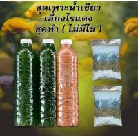 ราคา อามิ อามิ ชุดเพาะน้ำเขียว ฟรีไข่ไรแดง T10 อาหารไรแดง หัวเชื้อน้ำเขียวสาหร่ายคอลเรล่า คอลเรล่าเข้มข้น ไรแดง ชุดเพาะไรแดง (25448415790)