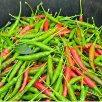 ราคา พริกสด พริกชี้ฟ้า พริกแดง 500 กรัม เก็บสด ใหม่ จัดส่งทุกวัน (23812804960)