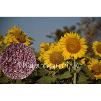 ราคา เมล็ดพันธุ์ทานตะวันสำหรับปลูกเพื่อโชว์ดอก ปริมาณ 50 กรัม 500 530เมล็ด ดอกใหญ่ สีเหลืองสด เมล็ดพันธุ์นำเข้า (9944267464)