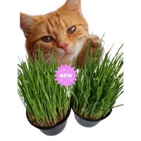 ราคา Pet Grass ชุดปลูกข้าวสาลี ออร์แกนิก สำหรับสัตว์เลี้ยง ปลูกง่ายมีวิธีปลูก (25208408143)