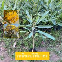 ราคา ต้นเหลืองปรีดียาธร เหลืองปรีดียาธร Tabebuia argentea Britton ไม้ประดับ ดอกสีเหลืองสวย รับประกัน ส่งใหม่ฟรี หากสินค้าเเสียหาย (21408627839)