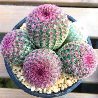 ราคา บานเพื่อคุณเท่านั้น Cactus Seeds บอนสี 100เมล็ด ต้นกระบองเพชรขนาดมินิ กระบองเพชร แคคตัส ซัคคิวเลนท์ ตกแต่งสวนแคคตัส กระบองเพชร แคคตัส พืชอวบน้ำถังทอง ต้นไม้มงคล (10994121718)