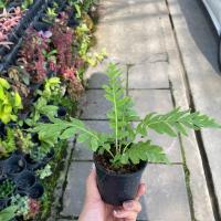 ราคา ต้นเฟิร์นบอสตันกระถาง3นิ้ว ต้นไม้ฟอกอากาศ ดูดสารพิษ พร้อมกระถาง 4นิ้ว ต้นไม้มงคล ต้นไม้ฟอกอากาศ ต้นไม้ปลูกในบ้าน ต้นไม้มงคลปลูกในบ้าน ต้นไม้ (17504983481)