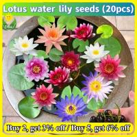 ราคา เมล็ดพันธุ์บัวจิ๋ว เมล็ดดอกบัว บรรจุ 20 เมล็ด เมล็ดพันธุ์บัวจิ๋ว เมล็ดดอกบัว Lotus Water Lily Seeds Flower Seed บอนสี เมล็ดดอกไม้ เมล็ดบัวแคระ บอนไซ เมล็ดดอกบัวน้ำ บัวจิ๋วญี่ปุ่น บัวแคระญี่ปุ่น พืชไฮโ