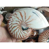 ราคา เปลือกหอยงวงช้าง เปลือกหอยธรรมชาติ ของสะสม (23166167605)