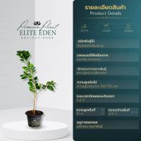 ราคา ต้นส้มโอทับทิมสยาม 60 200 cm เกรดพรีเมียม พันธุ์แท้ 100 ของแท้จากปากพนัง เนื้อแดง รสชาติดี ลูกใหญ่ (15877993784)