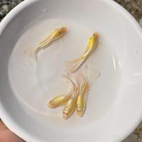 ราคา เกรดส่งออก ปลาหางนกยูง สีอัลบิโน่ ฟลูไวท์ ปลาสวยงาม เลี้ยงง่าย เลี้ยงรวมได้ Fish (26008905079)