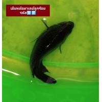 ราคา ปลากัดหม้อ สายกัดผู้ 1ตัวปลาสดหมักแล้ว ปลากัดหม้อมาเลย์ ผู้สายกัด 1 ตัวสุ่มสีสวยๆ พร้อมเล่น หมักให้แล้วอายุ 6 10เดือน (21443568183)