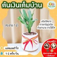 ราคา ต้นเงินเต็มบ้าน กระถาง 7 นิ้ว แถมฟรี เม็ดดินเผา ปุ๋ย ตุ๊กตาตกแต่ง ต้นไม้มงคล ไม้ประดับกระถาง เป็นมงคล (15469262690)