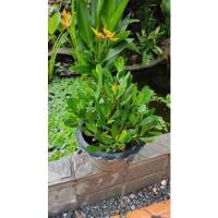 ราคา Pro สุดคุ้ม ต้นฝาดแดง ต้นลำพู ต้นลำแพน ต้นโกงกางมีขา ต้นไม้ประดับสวน บ่อปลา น้ำตก ราคาคุ้มค่า พรรณ ไม้ น้ำ พรรณ ไม้ ทุก ชนิด พรรณ ไม้ น้ำ สวยงาม พรรณ ไม้ มงคล (18376920940)