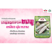 ราคา เมล็ดพันธุ์ ข้าวโพด เหนียวหวานชมพู ศรแดง 1กก ฝักใหญ่ เหนียว นุ่ม หวาน (18511849457)