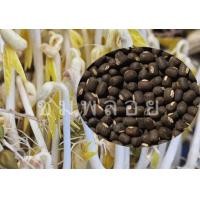 ราคา ถั่วแขกพม่า พาะงอก 10 กิโล คัดเมล็ด sorted grade (7403757052)