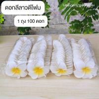 ราคา ดอกลีลาวดี ดอกลีลาวดีลอยน้ำ ขายยกแพ็ค100ดอก ขนาด 7cm (22488461080)