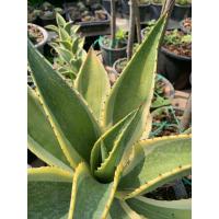 ราคา ต้นอากาเว่ปากนกแก้ว ต้นARGAVE ในกระถาง 8 5นิ้ว นี้มีต้นกำเนิดจากประเทศแม็กซโก เค้ามีนิสัยทน และ ชอบแดดมากๆครับ คุณสามารถปลูกในกระถางได้ เมื่อนำไปปลูกตกแต่งจัดวางมุมสวยๆ (21421338048)