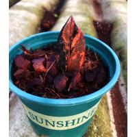 ราคา กวักมรกตดำด่างชมพู ไม้มงคลสวยมาก พร้อมส่งสามารถเลือกต้นได้ (13551717203)