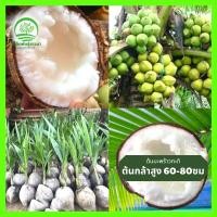 ราคา ต้นมะพร้าวกะทิเนื้อฟู เป็นมะพร้าวน้ำหอมต้นเตี้ยเนื้อกะทิ พันธุ์แท้ พันธุ์แท้ บ้านแพร้ว ลูกดก น้ำหวานเนื้อฟู คัดสรรพันธุ์ (17296449499)