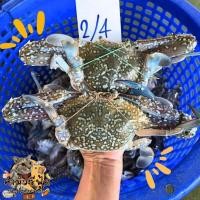 ราคา ปูม้าอวนลอย 10 15 ตัวโล ไซส์ยำ ปูสดๆจากทะเล แล้วนำไปแช่แข็ง (24589360591)