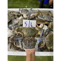 ราคา ปูม้าอวนลอย 10 15 ตัวโล ไซส์ยำ ปูสดๆจากทะเล แล้วนำไปแช่แข็ง (24589360592)