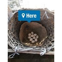 ราคา ไข่ไก่ชน พม่าม้าล่อแข้งหน้า (11686161140)