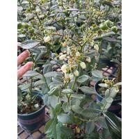 ราคา ต้นบลูเบอรี่ติดดิกติดผล 60 70cm (25705423423)