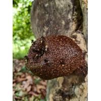 ราคา น้ำผึ้งชันโรงปากหมู่เเท้100 (25195892918)