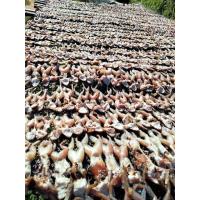 ราคา พร้อมส่ง เขียดตากแห้ง 500 กรัม เขียดนา เขียด ตากแห้ง 100 หมักปรุงรสนัวร์ๆ พร้อมทอดทาน ได้เยอะมากๆ รับประกันคุณภาพ ไม่เค็ม (8500935406)