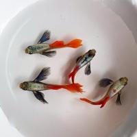 ราคา เกรดส่งออก ปลาหางนกยูง หูช้างเรดเทล ปลาสวยงาม เลี้ยงง่าย เลี้ยงรวมได้ Fish Rose Tail Guppy (26008817953)