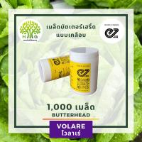ราคา โวลาเร่ Volare Butterhead บัตเตอร์เฮริ์ด เมล็ดสลัด เมล็ดพันธุ์ผักสลัด เมล็ดEnza (10597494892)