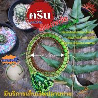 ราคา ครืนแขวนดักนกกวัก สีเขียวใบไม้ ขนาด 4 5 นิ้ว แบบพันหลอดด้วยเชือก พร้อมรังเก็บ (17252005648)