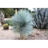 ราคา Yucca rostrata จันผาใบฟ้า ไม้สะสม ระดับ Rare Item ต้นกล้ากระถางเล็ก (24081005999)