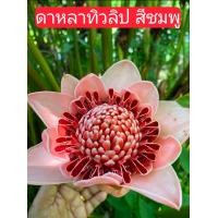 ราคา 1หน่อ ดอก ต้น หน่อ เหง้า ดาหลา ดอกดาหลา ต้นดาหลา ดาหลากลีบดอกบัว ดาหลาดอกบัว ดาหลาถ้วย ดาหลากุหลาบ Torch ginger Rose of Siam สี แดง ชมพู ขาว (25264551410)