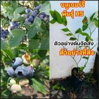 ราคา มี7สายพันธุ์ ต้น บลูเบอรี่ บลูเบอร์รี่ เล็กซี Blueberry LEXI ต้นบลูเบอรี่ ต้นบลูเบอร์รี่ พันธุ์ L 11 F 6 ช่านล่าน h6 L25 กลิ่นดอกไม้ h5 (25206980845)