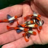 ราคา แถมอาหาร ปลาหางนกยูง โค่ยเรดเทล ปลาสวยงาม เลี้ยงง่าย เลี้ยงรวมได้ Fish Guppy Koi red tail big ear (126579770498)