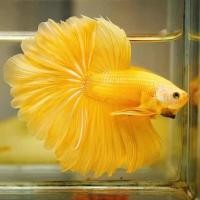 ราคา Halfmoon Betta ปลากัด หางยาว เกรดA สีทอง ปลาสวยงาม (16752612505)