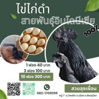 ราคา ไข่ไก่ดำอินโด รับประกันเชื้อ ไข่ไก่ดำ สายพันธุ์อินโดนีเซีย แท้ 100 (25252491443)