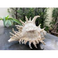 ราคา เปลือกหอยสังข์มะระ หน้ายกษ์ ตัวใหญ่ สีเปลือกธรรมชาติ (19666269074)