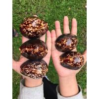 ราคา 1 ตัวหอยเบี้ยแก้ดำแท้ ตัวใหญ่ ขนาด3 นิ้ว คละลายธรรมชาติ ราคาต่อ 1 ตัว (2062518835)